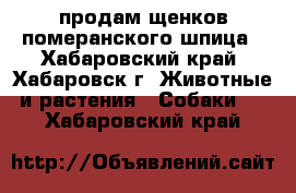 продам щенков померанского шпица - Хабаровский край, Хабаровск г. Животные и растения » Собаки   . Хабаровский край